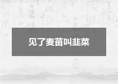 见了麦苗叫韭菜