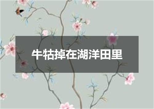 牛牯掉在湖洋田里