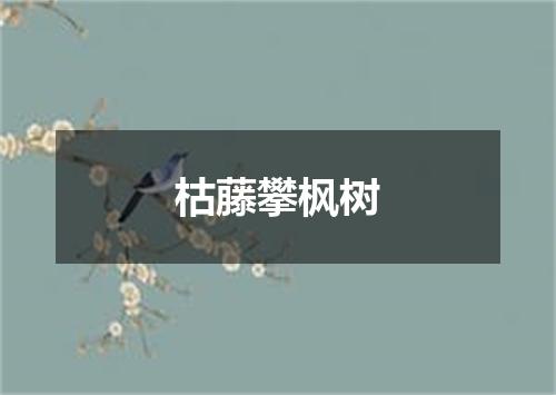 枯藤攀枫树
