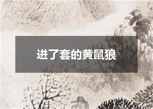 进了套的黄鼠狼
