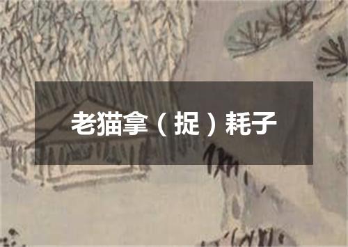 老猫拿（捉）耗子