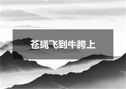 苍蝇飞到牛胯上