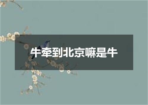 牛牵到北京嘛是牛
