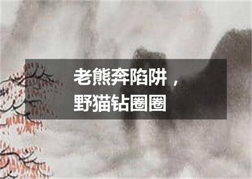 老熊奔陷阱，野猫钻圈圈