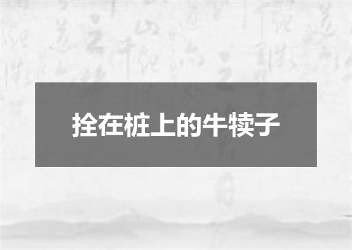 拴在桩上的牛犊子