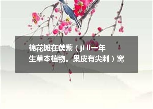 棉花摊在蒺藜（ji li一年生草本植物。果皮有尖刺）窝