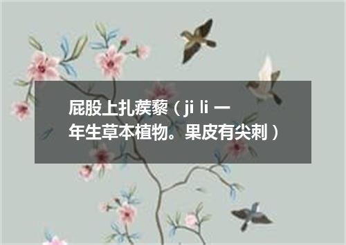 屁股上扎蒺藜（ji li 一年生草本植物。果皮有尖刺）