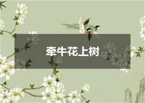 牵牛花上树