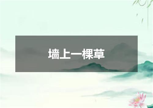 墙上一棵草