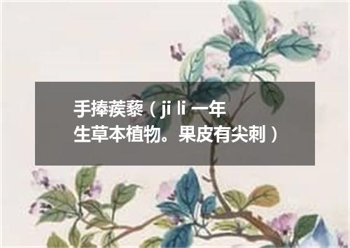 手捧蒺藜（ji li 一年生草本植物。果皮有尖刺）
