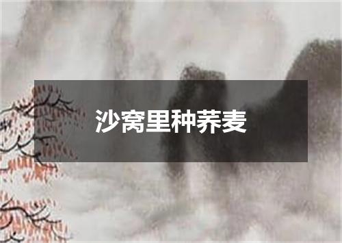 沙窝里种荞麦