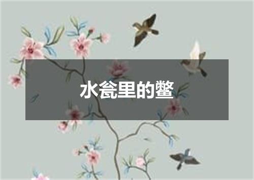 水瓮里的鳖
