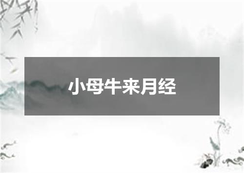 小母牛来月经
