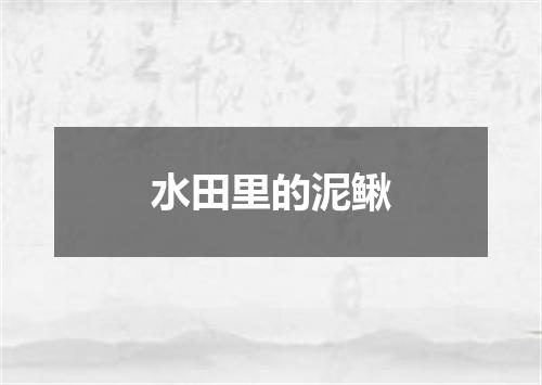 水田里的泥鳅