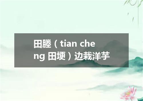 田塍（tian cheng 田埂）边栽洋芋