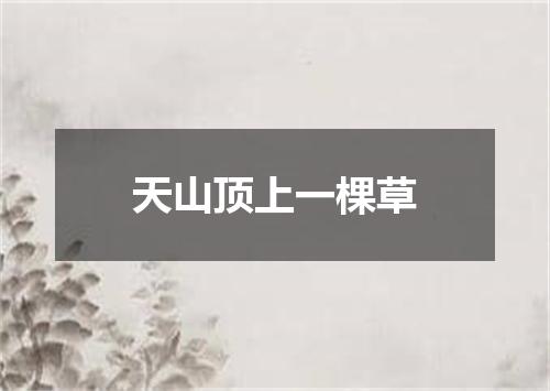 天山顶上一棵草