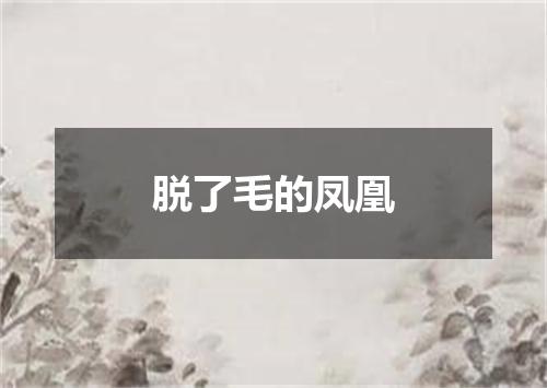 脱了毛的凤凰