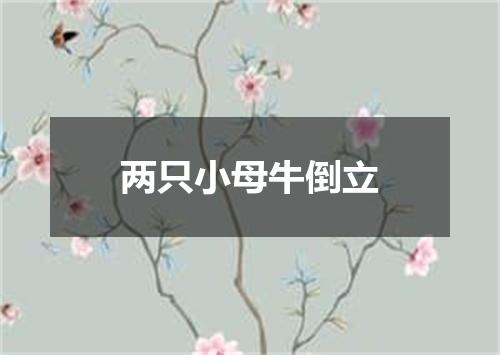 两只小母牛倒立