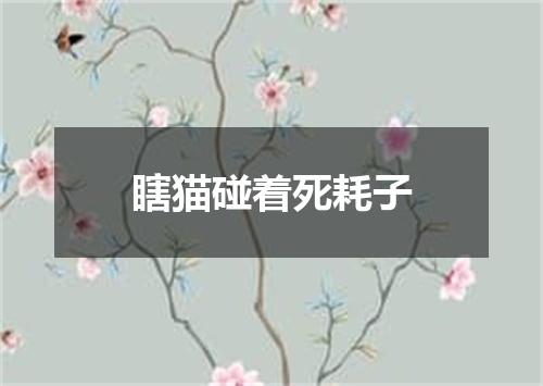 瞎猫碰着死耗子
