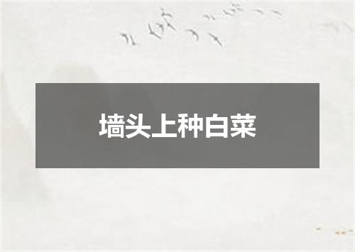 墙头上种白菜