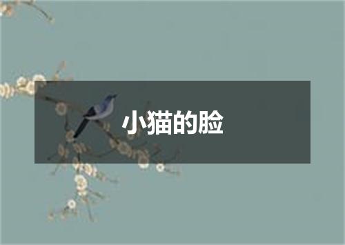 小猫的脸