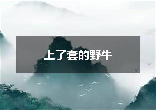 上了套的野牛