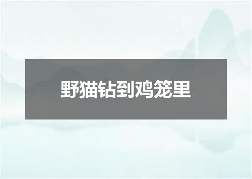野猫钻到鸡笼里