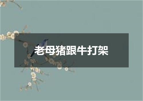 老母猪跟牛打架