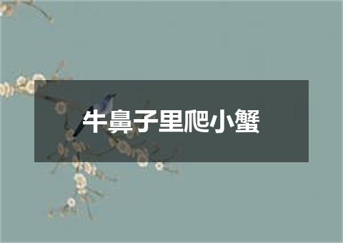 牛鼻子里爬小蟹
