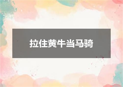 拉住黄牛当马骑