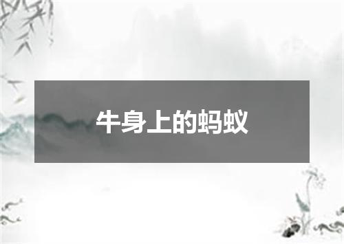 牛身上的蚂蚁