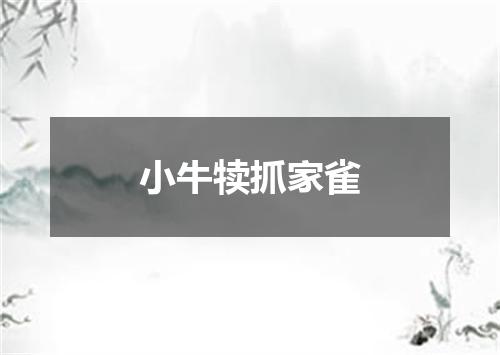 小牛犊抓家雀