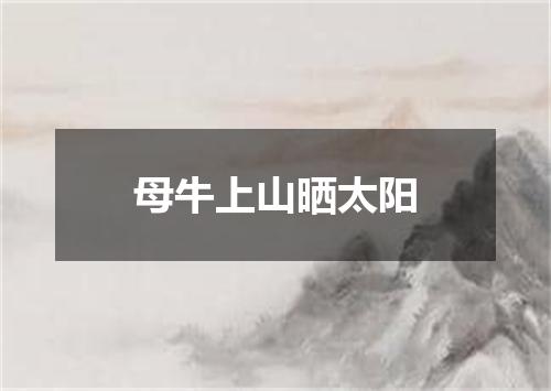 母牛上山晒太阳