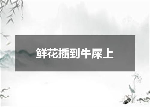 鲜花插到牛屎上