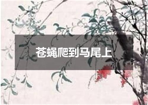 苍蝇爬到马尾上