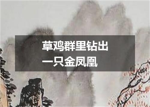 草鸡群里钻出一只金凤凰