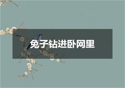 兔子钻进卧网里
