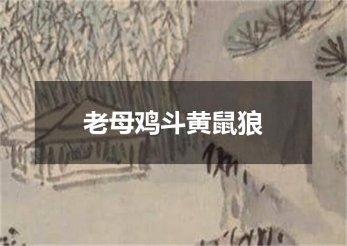 老母鸡斗黄鼠狼