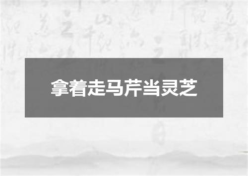 拿着走马芹当灵芝