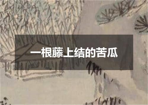 一根藤上结的苦瓜