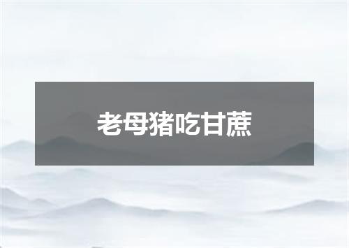 老母猪吃甘蔗