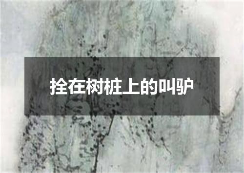 拴在树桩上的叫驴