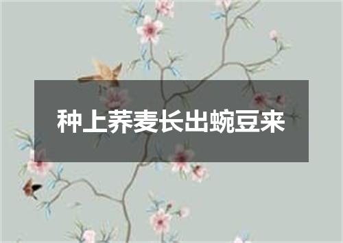 种上荞麦长出蜿豆来