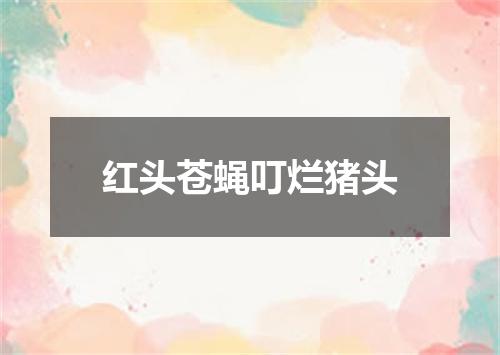 红头苍蝇叮烂猪头