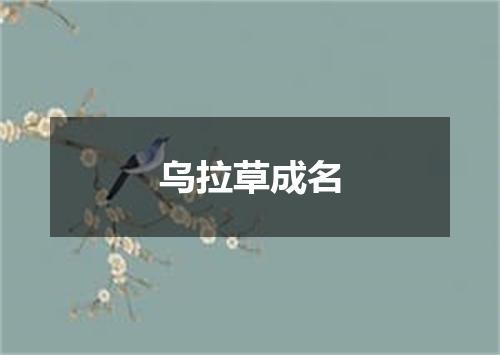乌拉草成名