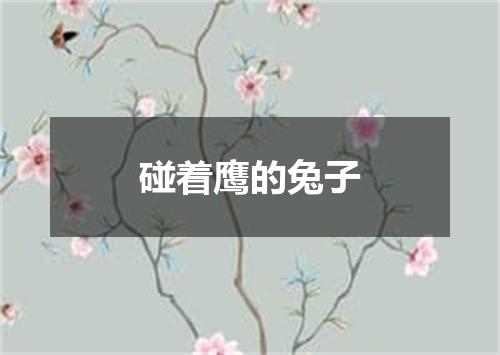 碰着鹰的兔子