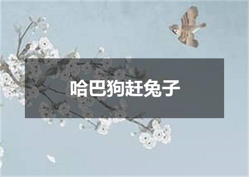 哈巴狗赶兔子