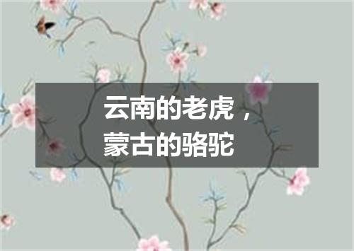 云南的老虎，蒙古的骆驼