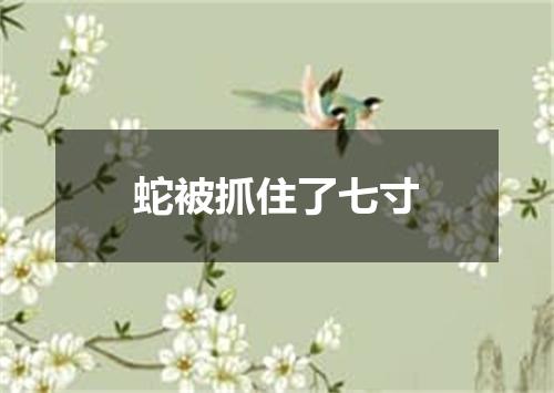 蛇被抓住了七寸