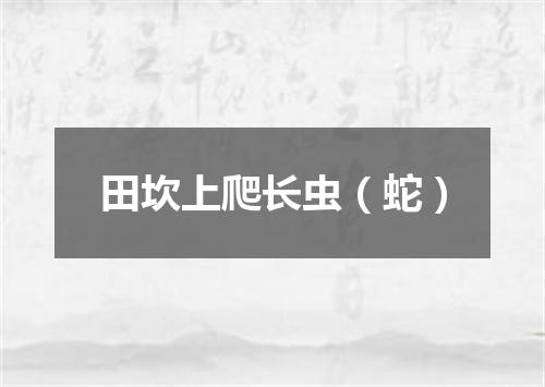 田坎上爬长虫（蛇）